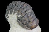 Crotalocephalina Trilobite - Foum Zguid, Morocco #69609-2